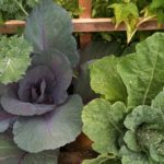 Cabbages from the KTOO garden