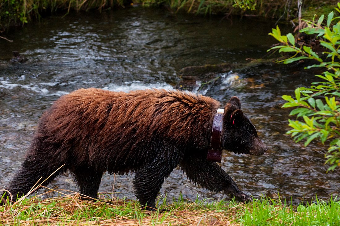 Bear 25 is a collared female frequently spotted near Mendenhall glacier. Bear 25 is a collared female frequently spotted near Mendenhall glacier.