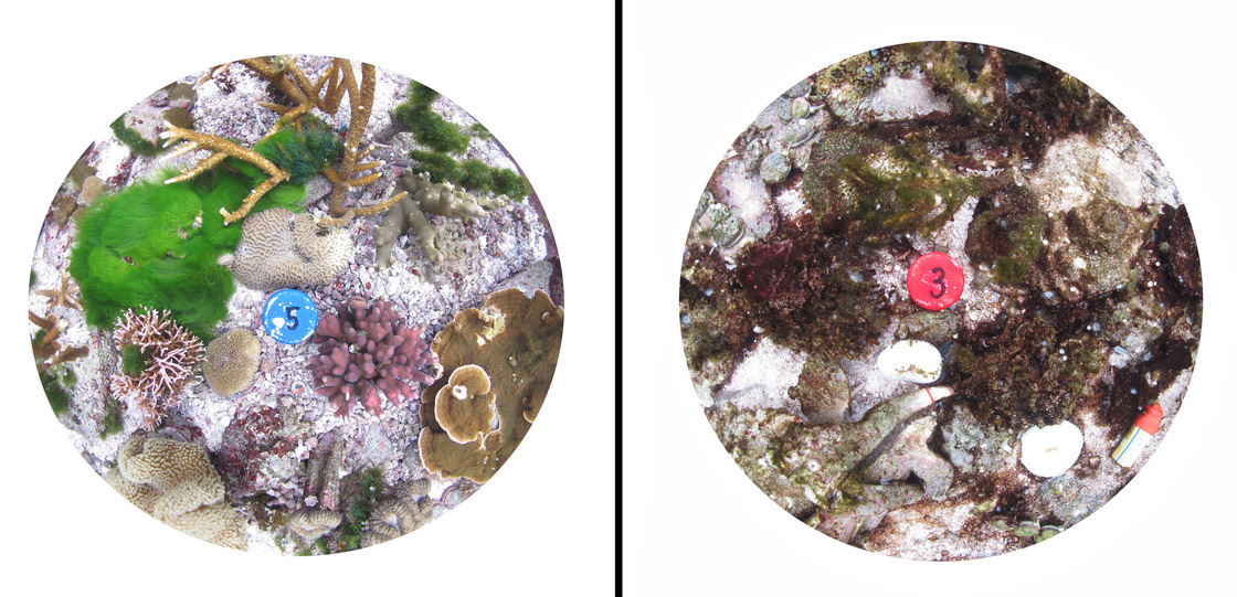 composite image of pots used in the experiment This composite image of pots used in the experiment shows how healthy coral (left) is dramatically affected by higher carbon dioxide levels and sea temperatures (right). Courtesy of Sophie Dove