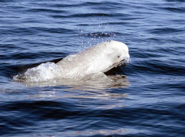 Beluga Whale