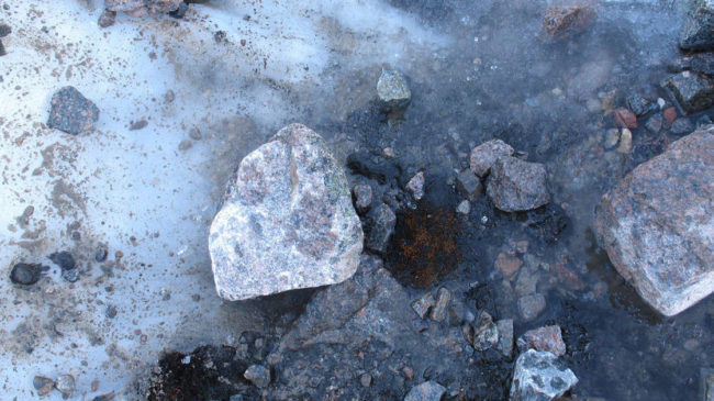 The small patch in the middle of the image is Aulacomnium turgidum, a type of bryophyte plant. Researchers in the Canadian Arctic say they are surprised the bryophytes were still green, even after being covered by ice. Courtesy of Caroline La Farge