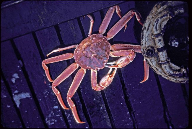 Tanner or Bairdi Crab