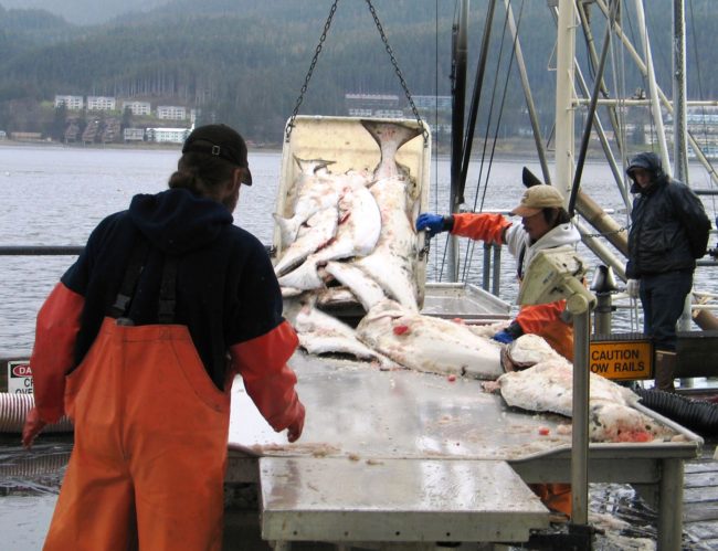 Halibut come in at Juneau's Taku Fisheries. (Photo courtesy NOAA Fisheries)