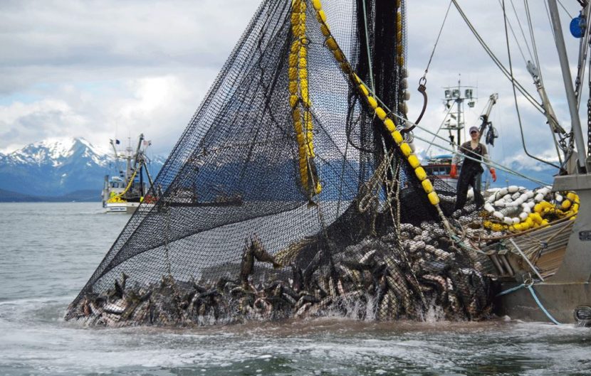 Commercial fishermen catch salmon at Amalga Harbor in 2013. Commercial openings begin Thursday. (Photo courtesy of Dave Harris/ADF&G)