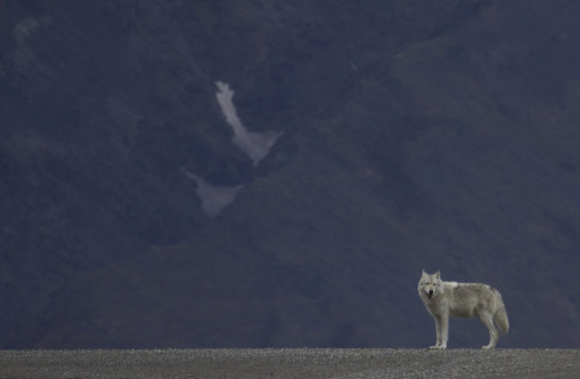 Alaska Wolf