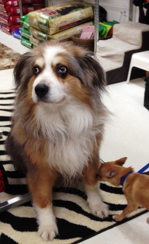 11-20-13 McGee, a 10-year old Australian Shepherd up for adoption at Groomingdale's.