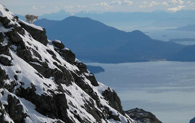 GPS radio-collared female mountain goat on Lion Head Mountain, overlooking Berners Bay. (Photo courtesy ADF&G)