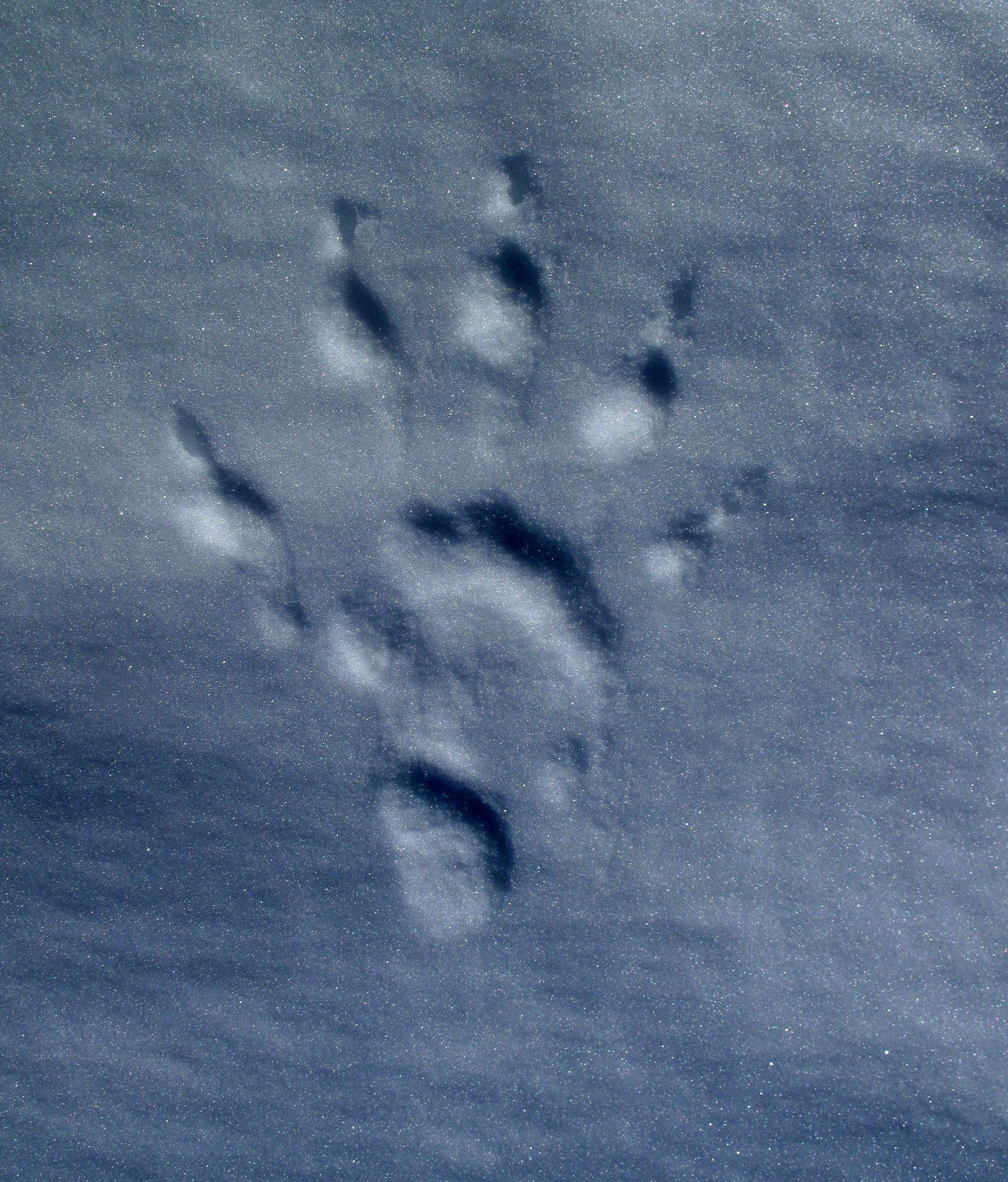 A wolverine track from upper Riley Creek in the Alaska Range. (Photo by Ned Rozell)