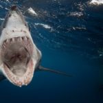 Image shark_wide-c7d2a3015cc5e8a1eada3dfa7478ac0430b64459-s6.jpg