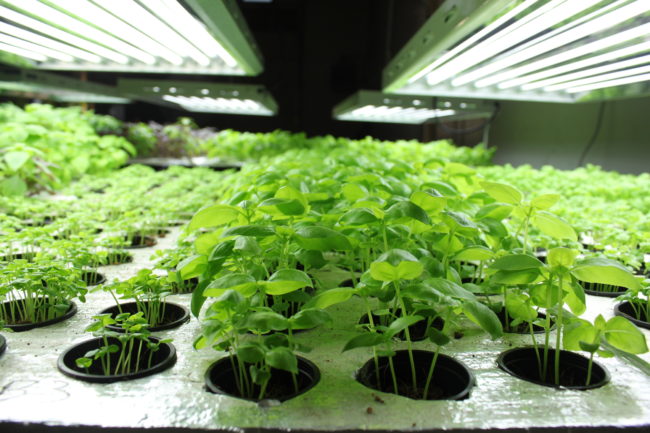 Trevor Kirchhoff and Greg Smith mostly grow Genovese basil, but they also have a few rows of Thai basil and purple basil. (Photo by Lisa Phu/KTOO)
