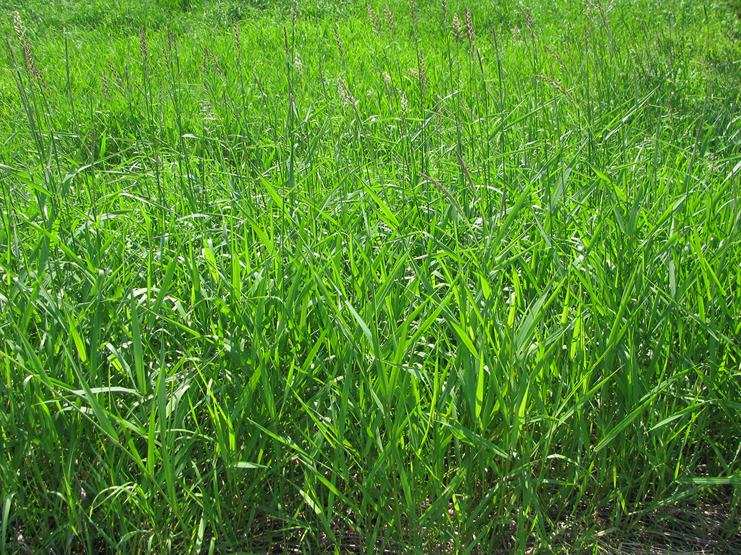 Reed canary grass is an invasive plant in Alaska. (Photo courtesy National Park Service)