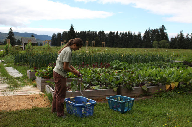Marja Smets preps kohlrabi for the farmer’s market. (Photo by Elizabeth Jenkins/KFSK)