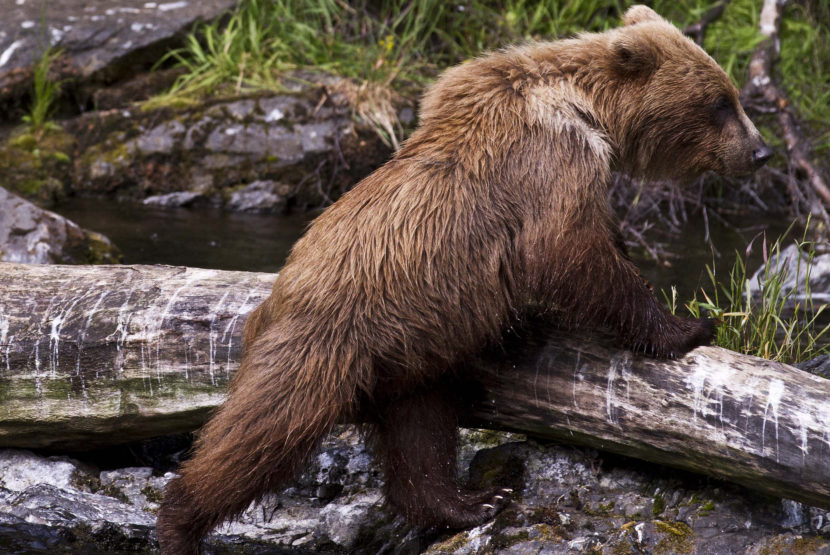 Kenai National Wildlife Refuge brown bear. (Photo courtesy Kenai National Wildlife Refuge)