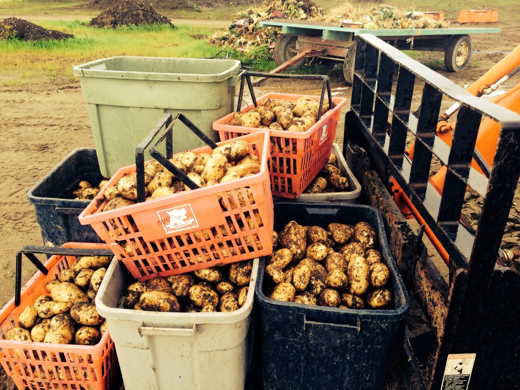 Freshly harvested Potatoes at Meyers Farm in Bethel. (Photo by Daysha Eaton/KYUK.)