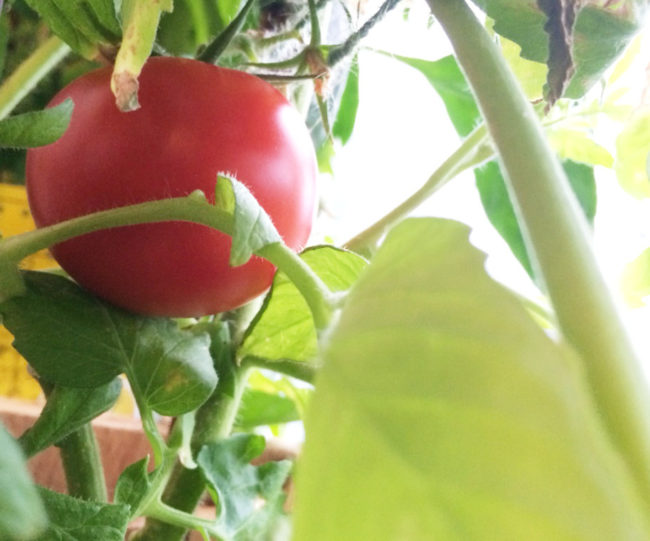 Tomato in October