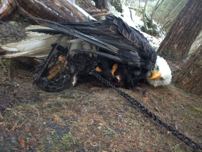 Kathleen Adair encountered an eagle stuck in two traps Dec. 24. (Photo courtesy Kathleen Adair)