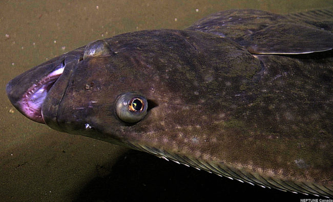 Pacific Halibut. (Creative Commons Photo by Neptune Canada)