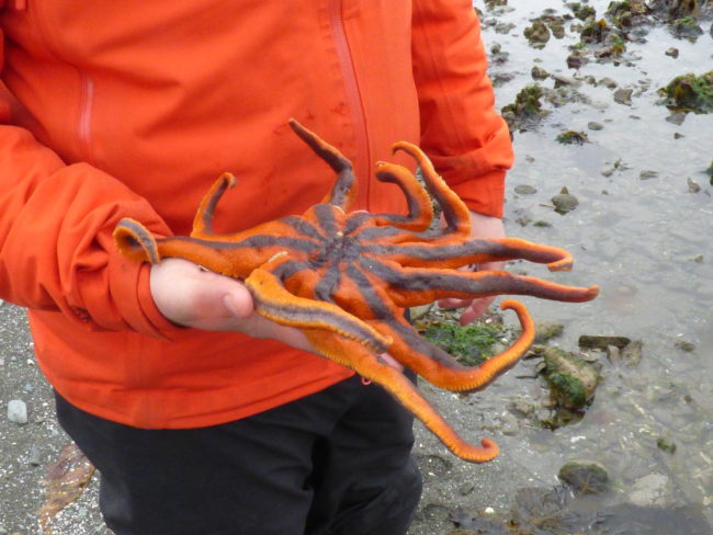 Josh Good holds a healthy solaster, or sun star, on an Unalaska beach. (Photo by Annie Ropeik/KUCB)