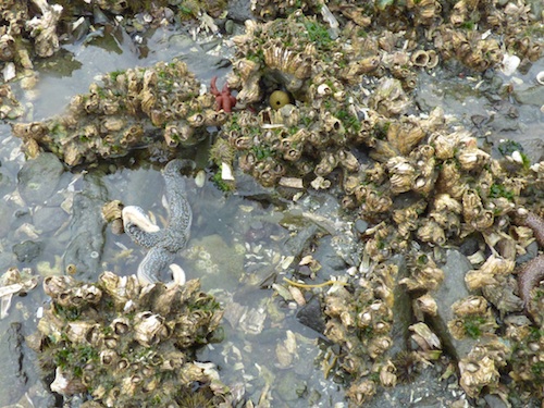 Unalaska tide pool