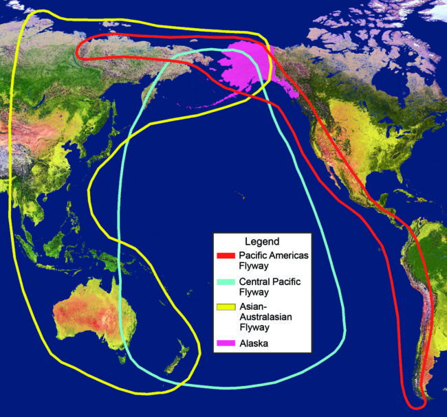 The Izembek Refuge sits between two major flyways for migrating birds.