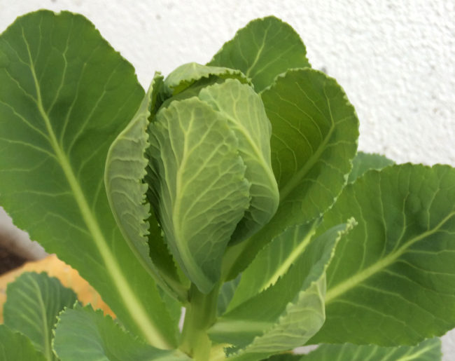 Cabbage, still growing from last winter, prepares to bolt in KTOO’s Agricultural Test Station & Garden of Science! (Photo by Matt Miller/KTOO)