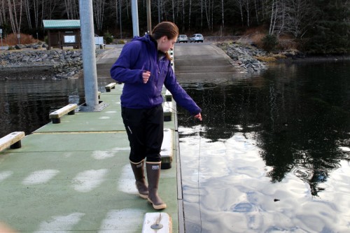 aralytic shellfish poisoning is transmitted through bivalves, especially butter clams, mussels, and cockles. But it all begins in the water, in the naturally produced toxins of certain kinds of plankton. (Photo by Emily Kwong/KCAW)
