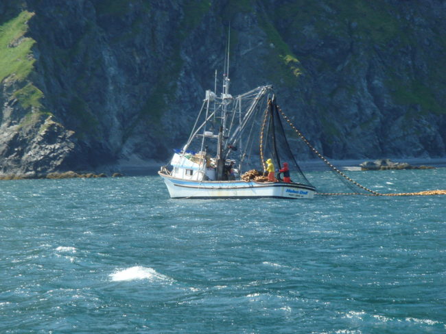 A seiner fishing for salmon off the coast of Raspberry Island in July 2009. (Public domain photo by NancyHeise)