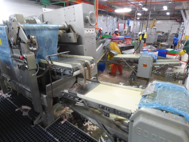 A machine slices Pacific cod at Alyeska Seafoods while processors create fillets. (Photo by Annie Ropeik/KUCB)