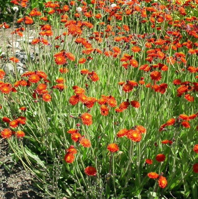 Orange hawkweed (Creative Commons photo by Michael Shephard/USDA Forest Service)