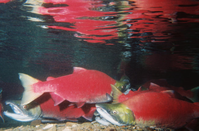 Sockeye salmon. (Photo courtesy of USFWS)