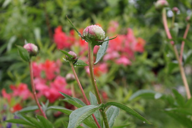 Peonies from Brad Fluetsch's home garden.  (Photo by Elizabeth Jenkins/KTOO) 