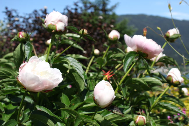 Peonies in bloom. (Photo by Elizabeth Jenkins/KTOO) 