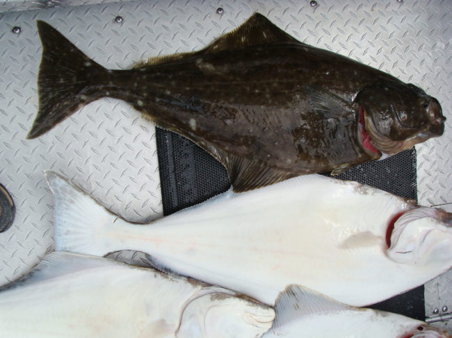Pacific Halibut caught in Cook's Inlet, Alaska. via Wikimedia