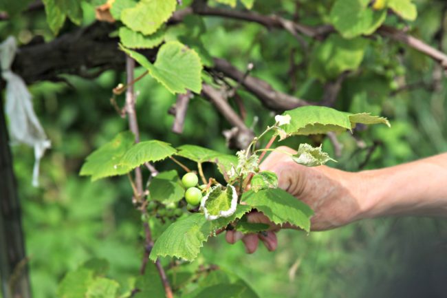 Organic farmer Margot McMillen holds a grape leaf damaged by pesticide drift on her farm, Terra Bella Farm, in central Missouri. Kristofor Husted/Harvest Public Media