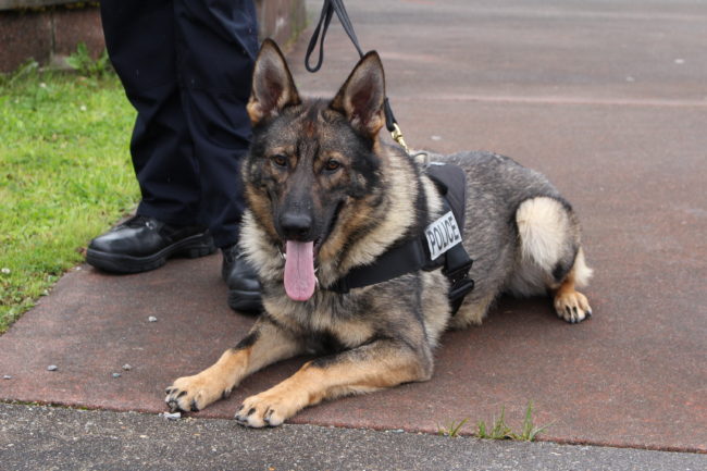 Buddy has been with the Juneau Police Department for about three weeks. (Photo by Elizabeth Jenkins/KTOO) 