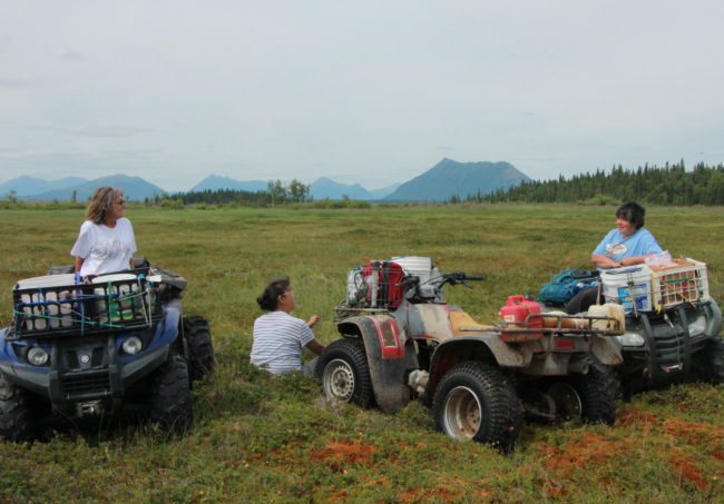 Judy Samuelson, Liz Johnson and Kim Williams take a mid-afternoon rest after leaving one patch of berries picked nearly clean. Credit Hannah Colton/KDLG