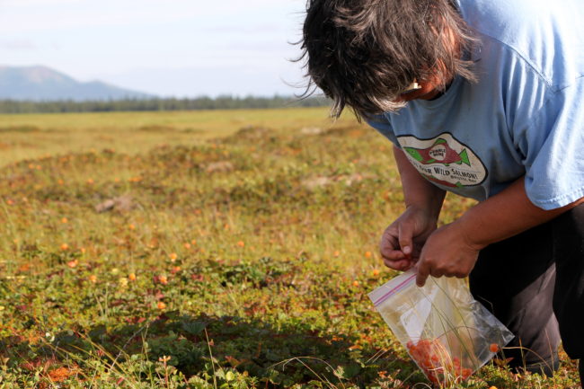 Credit Hannah Colton/KDLG