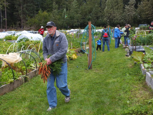 More carrots! (Photo by Matt Miller/KTOO)