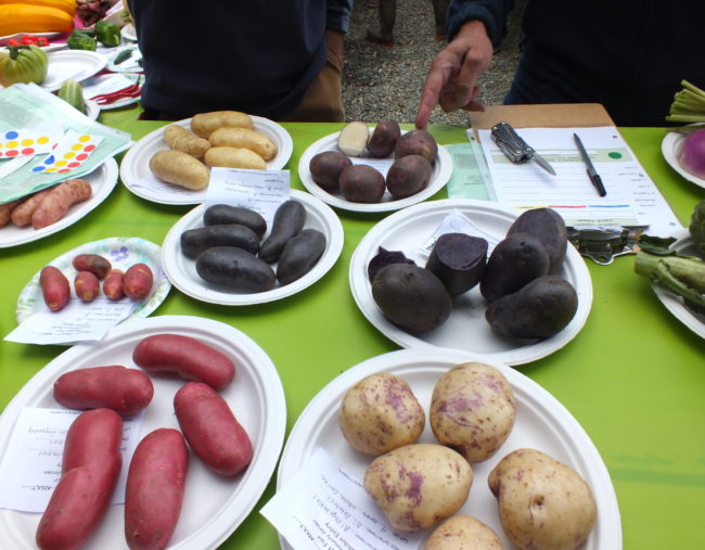 Judging spuds. (Photo by Matt Miller/KTOO)