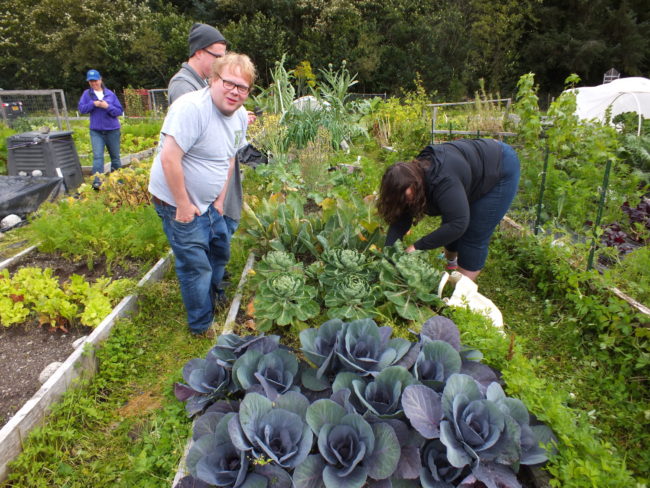Picking brussels sprouts. (Photo by Matt Miller/KTOO)