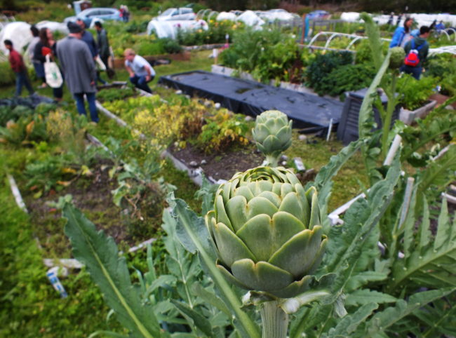 Those look like artichokes. (Photo by Matt Miller/KTOO)