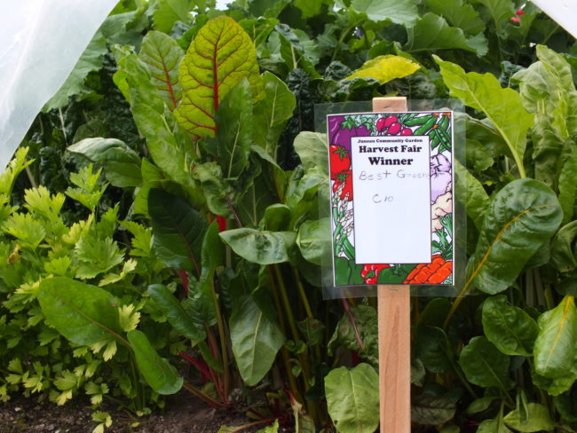 Not a single sign of a slug in the award winning green patch. (Photo by Matt Miller/KTOO)