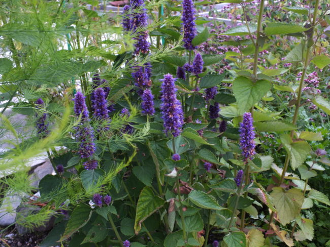 Award winning herb patch. (Photo by Matt Miller/KTOO)
