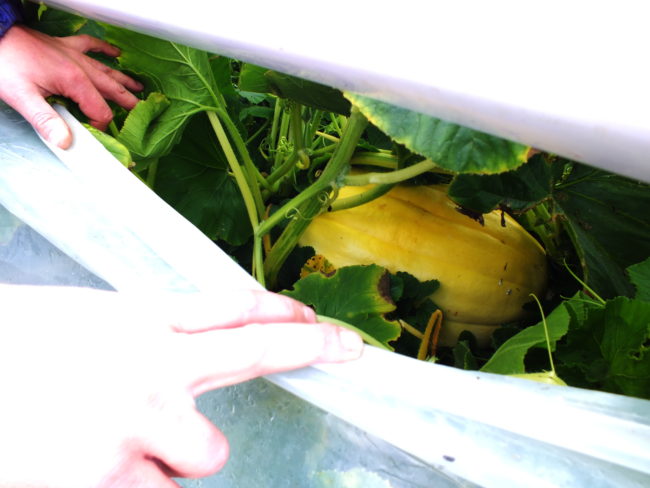 The Great Pumpkin continues to grow in a mini hoop house. (Photo by Matt Miller/KTOO)