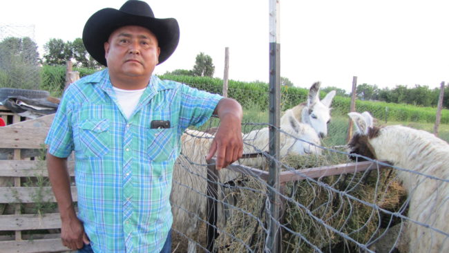 After the Animas River spill, rancher Irving Shaggy is forced to travel a 70-mile round trip to get water for his livestock. "It's going to be a long struggle," he says. Laurel Morales/NPR