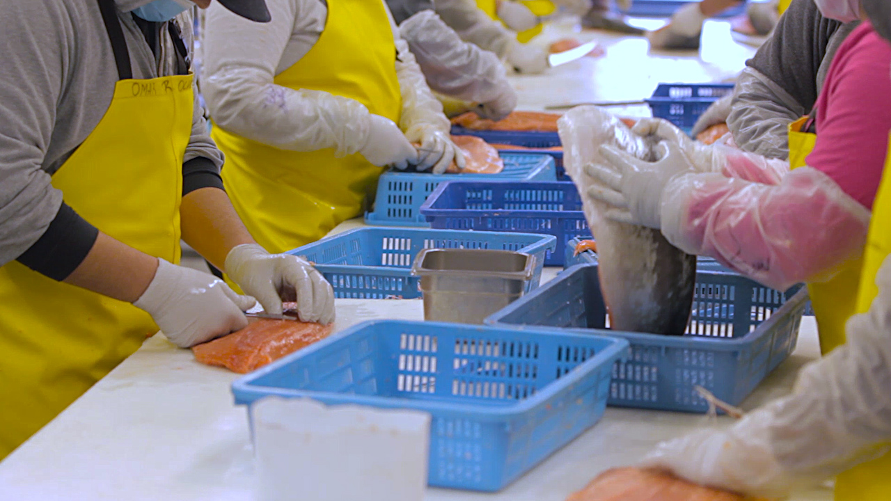 Workers remove the bones from salmon fillets at Alaska Glacier Seafoods' Auke Bay processing plant (Photo by David Purdy/KTOO)