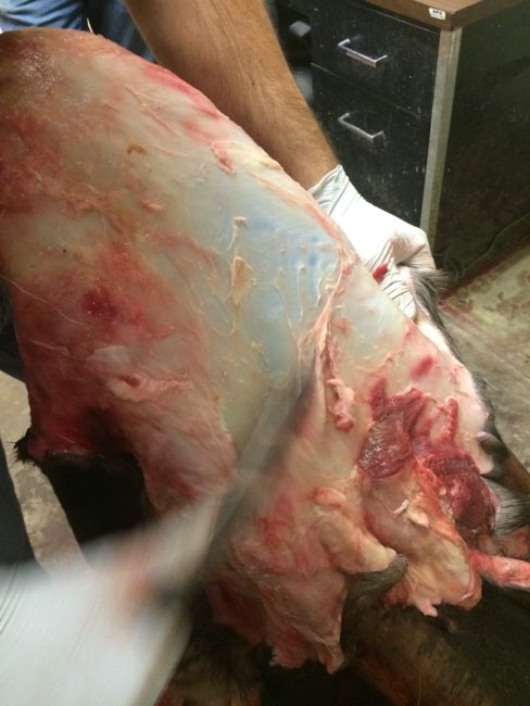 Taxidermist Micah Golden scrapes a caribou hide clean of excess bits of fat and meat. He's so fast at skinning that he picks up extra work from other taxidermy shops in the area. (Photo by Monica Gokey/KSKA)