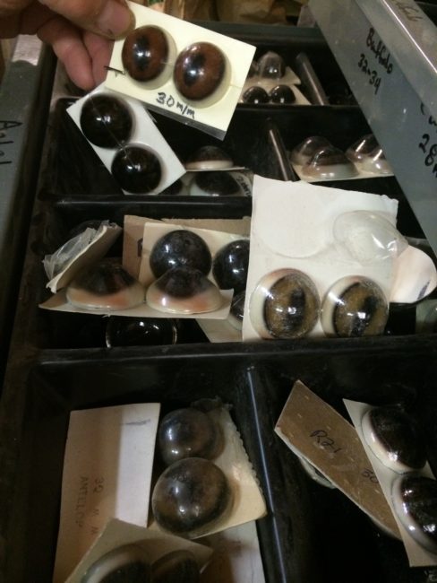 Larry Golden may have a lot of eyes in his eye-drawer, but he knows which animal each belongs to. (Photo by Monica Gokey/KSKA)
