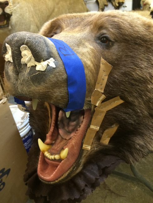 Golden Taxidermy is famous for their bear rugs, hand-stitched by Larry’s wife. (Photo by Monica Gokey/KSKA)