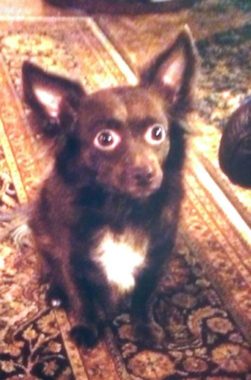 Coco was a small, long-haired Chihuahua mix. (Photo courtesy Gordon Garlock)